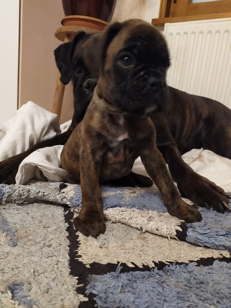 Des Jardins Du Val Du Gy - Boxer - Portée née le 26/11/2019